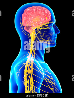 Male nervous system, artwork Stock Photo