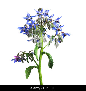 Borage Borago officinalis flowers Stock Photo