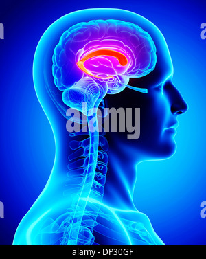 Human brain - side view blue 3d render isolated on white Stock Photo ...