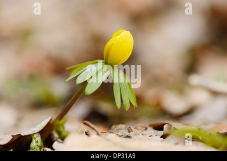 Close-up of Winter Aconite (Eranthis hyemalis) in Early Spring, Upper Palatinate, Bavaria, Germany Stock Photo