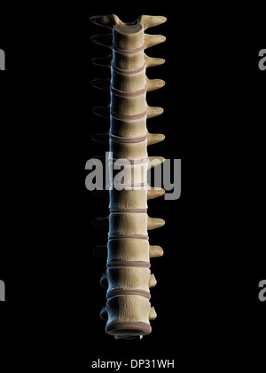 Thoracic spine, artwork Stock Photo