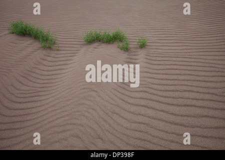 Close-up of sand, Great Sand Dunes National Park, Colorado, USA. Stock Photo