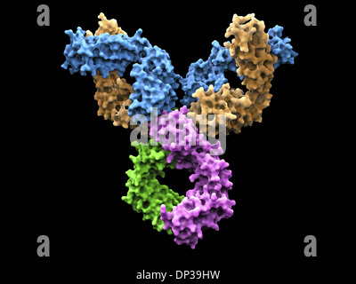 Immunoglobulin G antibody molecule Stock Photo