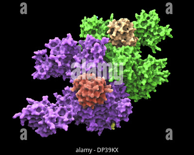 Ubiquitin activating enzyme protein E1 Stock Photo