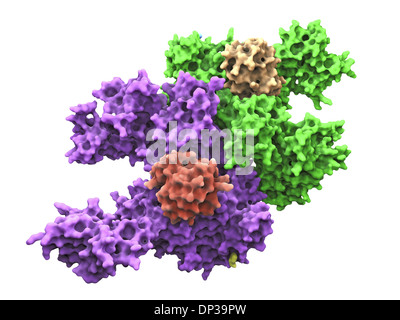 Ubiquitin activating enzyme protein E1 Stock Photo