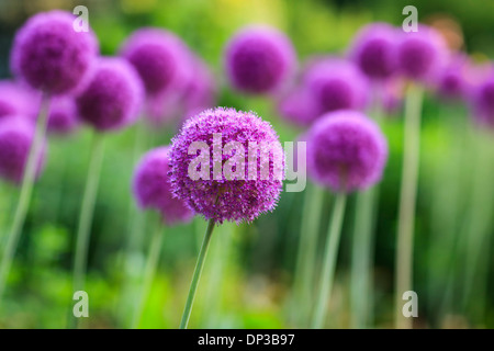 Purple Allium flowers in full bloom. Stock Photo
