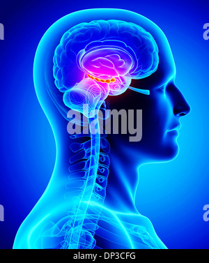 Male brain, artwork Stock Photo