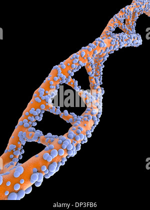 DNA molecule, artwork Stock Photo