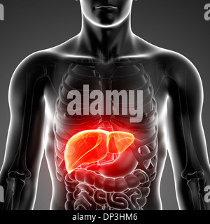 Illustration of male liver anatomy Stock Photo - Alamy