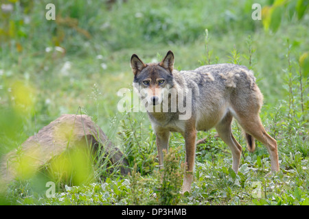 Portrait of European Wolf (Canis lupus), Germany Stock Photo