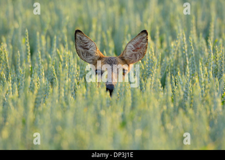 Portrait of Roe Deer (Capreolus capreolus) Doe in Grain Field, Hesse, Germany Stock Photo