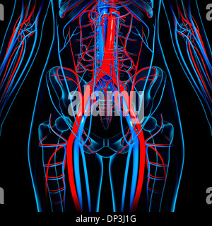 Human cardiovascular system, artwork Stock Photo