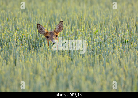 Roe Deer (Capreolus capreolus) Doe in Grain Field, Hesse, Germany Stock Photo