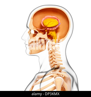 Male Head With Skull Cross Section With Cutaway Of Brain High-Res Vector  Graphic - Getty Images