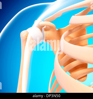 Human shoulder bones, artwork Stock Photo