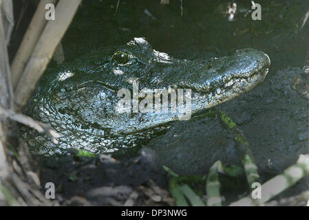 Jul 14, 2006; Clewiston, FL, USA; A large mother alligator rests in a quiet and confused state in her den immediately after egg hunters uncovered her nest and took her eggs.  The mother gator was at most 10 feet from the workers as they dug out her eggs.  Florida Fish and Wildlife officials, Alligator farmers, and volunteers, hunt for alligator eggs each summer in the thick marsh o Stock Photo