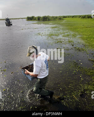 Jul 14, 2006; Clewiston, FL, USA; Florida Fish and Wildlife official Steve Stiegler carries a haul of alligator eggs through Lake Okeechobee to an airboat.  It is not uncommon to sink waist deep in water or mud when jumping out of a boat on the Lake to search for eggs.  Florida Fish and Wildlife officials, Alligator farmers, and volunteers, hunt for alligator eggs each summer in th Stock Photo