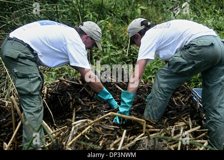 Jul 14, 2006; Clewiston, FL, USA; Florida Fish and Wildlife officials Blair Hayman (r) and Steve Stiegler find an alligator nest and begin the process of uncovering the eggs from beneath a mound of dirt and dead plants.  Florida Fish and Wildlife officials, Alligator farmers, and volunteers, hunt for alligator eggs each summer in the thick marsh of Lake Okeechobee.  In an effort to Stock Photo