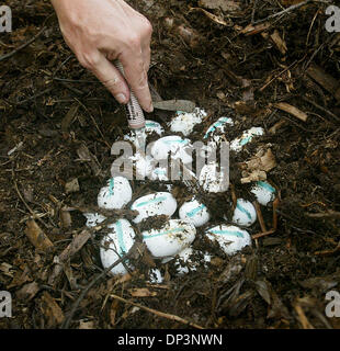 Jul 14, 2006; Clewiston, FL, USA; A Fish and Wildlife official uses a felt tip marker to mark the top side of alligator eggs in a nest before removing them.  In order for the eggs to continue developing properly and to hatch they must remain in an upright position.  Florida Fish and Wildlife officials, Alligator farmers, and volunteers, hunt for alligator eggs each summer in the th Stock Photo