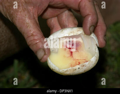 Jul 14, 2006; Clewiston, FL, USA; Florida Fish and Wildlife biologist Lindsey Hord provides an example of an alligator embryo that did not develop properly.  'The embryo is detached from the egg shell,' Hord said.  Alligator farms will only buy healthy eggs.  Florida Fish and Wildlife officials, Alligator farmers, and volunteers, hunt for alligator eggs each summer in the thick mar Stock Photo