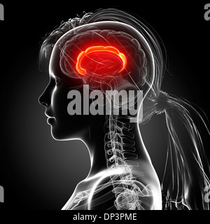 Female brain, artwork Stock Photo