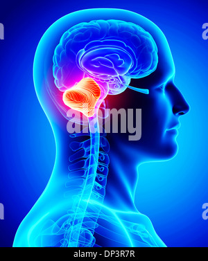 Male brain, artwork Stock Photo