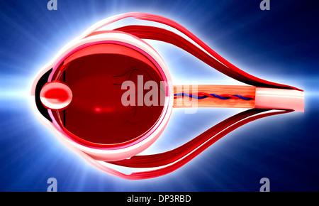 Human eye anatomy, artwork Stock Photo