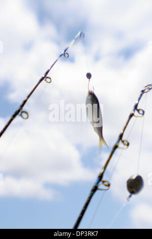 https://l450v.alamy.com/450v/dp3rk7/jul-15-2006-venice-la-usa-fishing-pole-with-bait-fish-ready-for-deep-dp3rk7.jpg