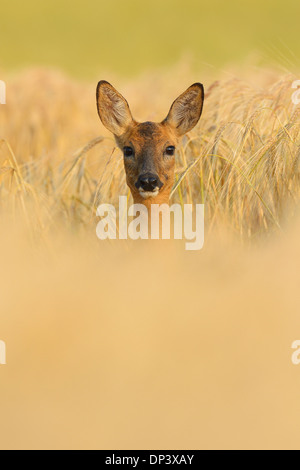 European Roe Deer (Capreolus capreolus) Doe in Barley Field in Morning, Hesse, Germany Stock Photo