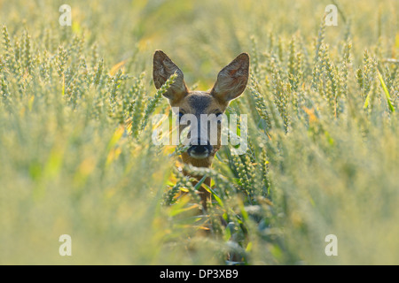 European Roe Deer (Capreolus capreolus) Doe in Wheat Field, Hesse, Germany Stock Photo