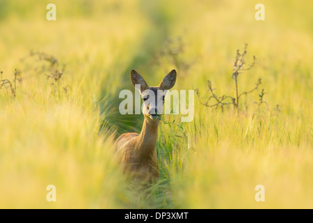 European Roe Deer (Capreolus capreolus) Doe in Barley Field in Morning, Hesse, Germany Stock Photo
