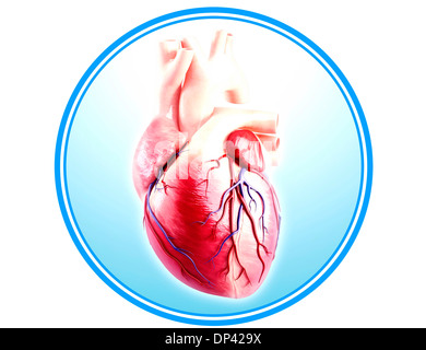 Human heart anatomy, artwork Stock Photo