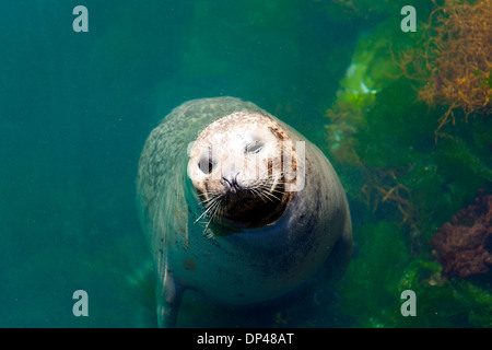 Snapshot of a grey seal looking at the visitors outside aquarium of La Coruña Stock Photo