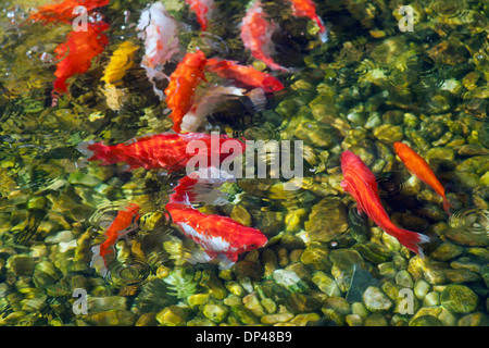 Several small carps moving around in a open air shallow pond. Red and white koi carps. Stock Photo