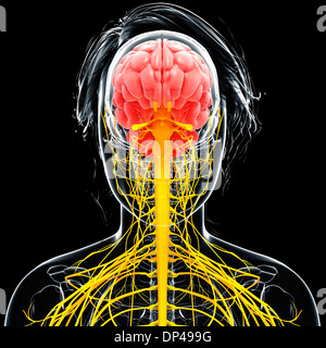 Female nervous system, artwork Stock Photo