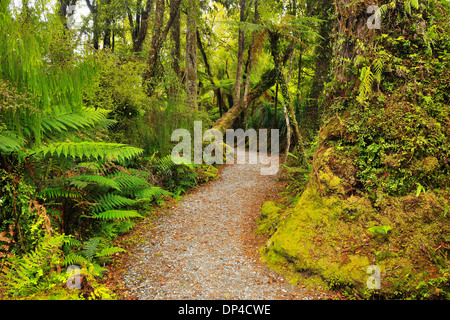 Path through Temperate Rain Forest, Haast, West Coast, South Island, New Zealand Stock Photo