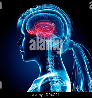 Female brain, artwork Stock Photo