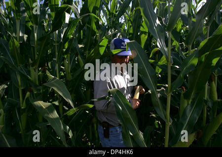 Aug 12, 2006; Dumas, TX, USA; Rodney Bohlender stands amid corn growing on his farm Thursday, July 27, 2006 in Dallam County. Estimated drought losses for Texas have reached $4.1 billion, eclipsing the $2.1 billion mark set in 1998, Texas Cooperative Extension economists reported Aug. 11. Crop losses are estimated at $2.5 billion and livestock $1.6 billion, according to the report. Stock Photo