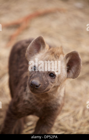 Baby spotted hyena gets curious about the safari vehicle, Kruger, South Africa Stock Photo