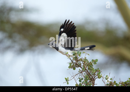 White-bellied Go-away-bird about to take off from a shrub, Kenya Stock Photo