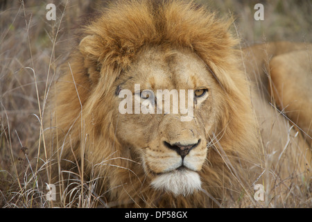 A big male lion lies in long grass, Kruger, South Africa Stock Photo