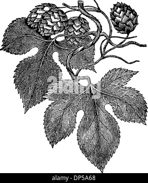 Ancient botanical engraving of common hop or humulus lupulus Stock Photo