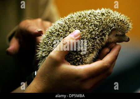 Sep 19, 2006; San Diego, CA, USA; Zookeeper APRIL FORREST holds a hedgehog for San Diego City Council members to pet during a Tuesday morning meeting after Councilwoman TONI ATKINS presented a resolution to the San Diego Zoological Society in honor of their 90th year in San Diego. The Zoological Society of San Diego was founded October 2, 1916. Mandatory Credit: Photo by Laura Embr Stock Photo