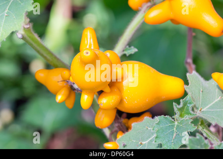 Aubergine,solanum mammosum plant. Stock Photo