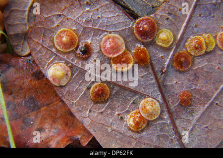 Common spangle galls on Oak leaf Stock Photo
