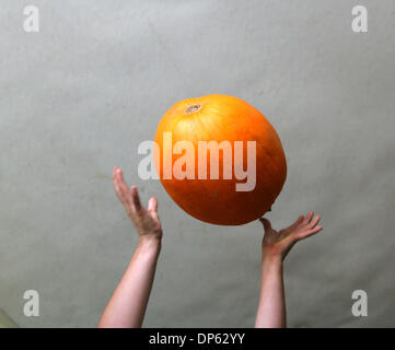 Oct 04, 2006; West Palm Beach, FL, USA; Kids toss pumpkins down an assembly line as they unload 2544 pumpkins during the arrival of pumpkins at Trinity United Methodist Church in Palm Beach Gardens for annual Pumpkin Patch. The event last October 3rd to 31st. every saturday there is a petting zoo, live music, face painting and food. Weekdays a special preschool program available. A Stock Photo