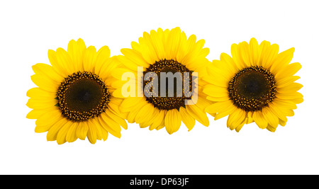 Three sunflowers isolated on white background Stock Photo