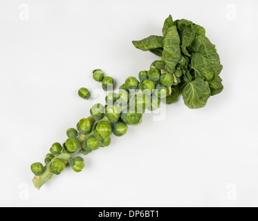 Brussel sprout stalk on white background Stock Photo