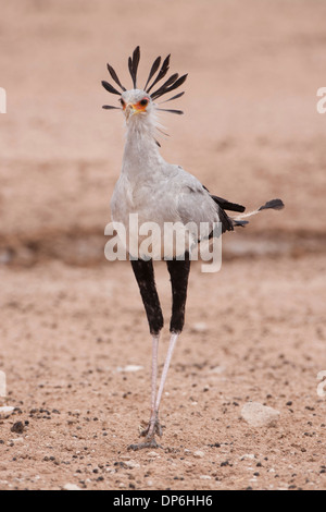 Secretary Bird (sagittarius serpentarius) walking in the Kalahari, South Africa Stock Photo