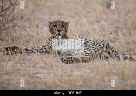 Cheetah resting in the Kalahari